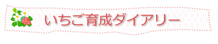 →いちご育成ダイアリー