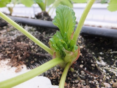 苺香からのいちご便り いちご狩り農園 苺香 苺香からのいちご便り いちご狩り農園 苺香